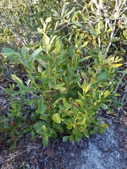 Lyonia