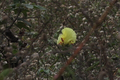 Gossypium barbadense