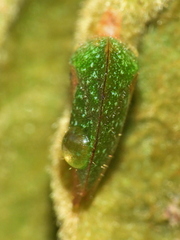 Smiliinae