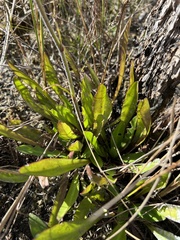 Helenium pinnatifidum