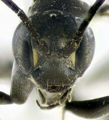 Cryptocheilus notatus