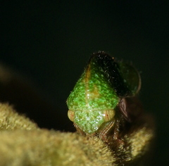 Smiliinae