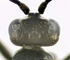 Cryptocheilus notatus