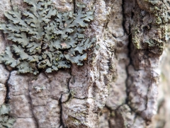 Phaeophyscia rubropulchra