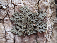 Phaeophyscia rubropulchra