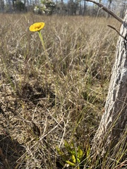 Helenium pinnatifidum