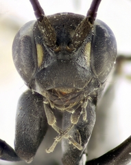 Cryptocheilus notatus