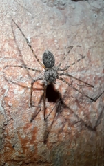 Scytodes globula