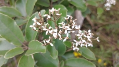 Olearia furfuracea