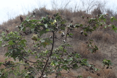 Gossypium barbadense