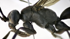 Cryptocheilus notatus
