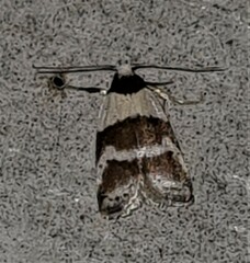 Eulechria triferella