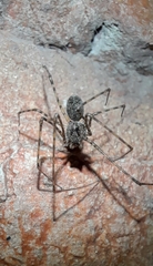 Scytodes globula