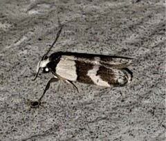 Eulechria triferella