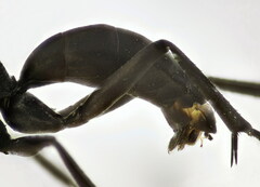 Cryptocheilus notatus