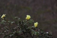 Gossypium barbadense