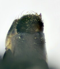 Cryptocheilus notatus