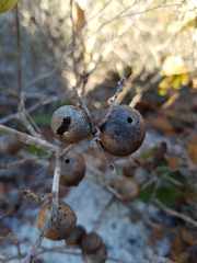 Disholcaspis quercusomnivora