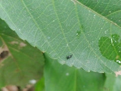 Ammotrechidae