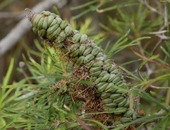 Banksia spinulosa