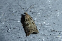 Harmologa