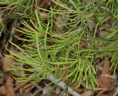 Banksia spinulosa