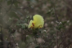 Gossypium barbadense
