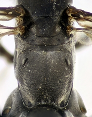Cryptocheilus notatus