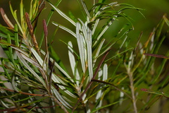 Banksia spinulosa