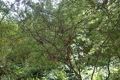 Pittosporum divaricatum