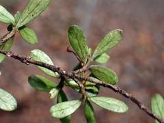 Pittosporum divaricatum