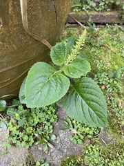 Coleus monostachyus