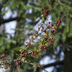 Cotoneaster simonsii