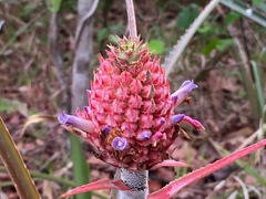 Ananas comosus comosus