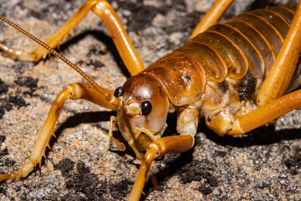 Mt Cook Giant Weta from Southland District, Southland, New Zealand on January 12, 2023 at 0818
