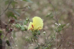 Gossypium barbadense