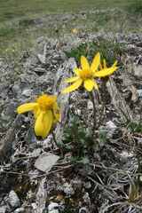 Packera hyperborealis