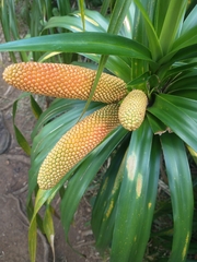 Freycinetia arborea