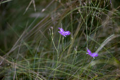 Thysanotus tuberosus