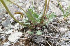 Packera hyperborealis