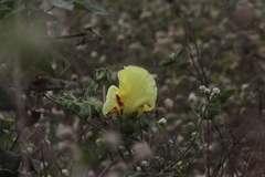 Gossypium barbadense