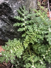 Eucrypta chrysanthemifolia bipinnatifida