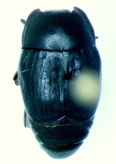 Psiloscelis subopaca