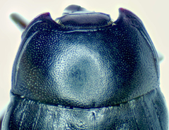 Psiloscelis subopaca