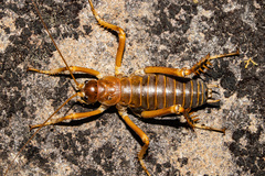 Deinacrida pluvialis