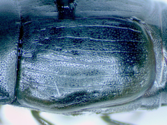 Psiloscelis subopaca