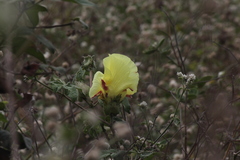 Gossypium barbadense