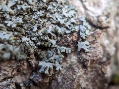 Phaeophyscia pusilloides