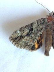 Catocala micronympha