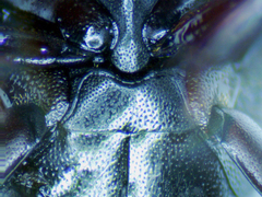 Psiloscelis subopaca